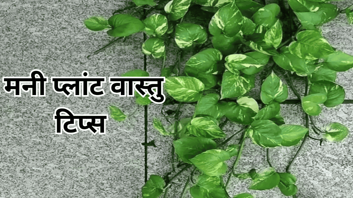 Money Plant Vastu Tips